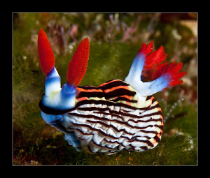 Nembrotha Aurea by Charles Wright 